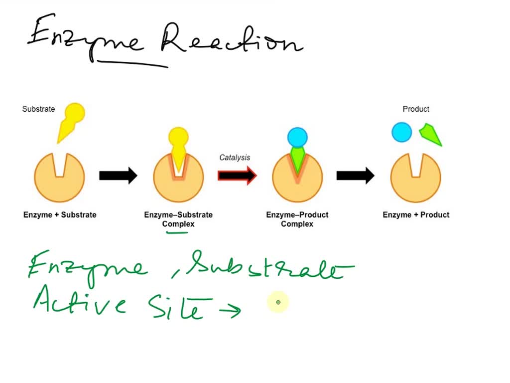 Label the pertinent features of the figure showing how an enzyme