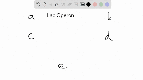 two-marks-which-of-the-following-is-true-with-respect-to-the-lac-operon-a-the-repressor-only-binds-to-the-operator-when-it-is-bound-to-the-product-of-the-enzymes-coded-for-by-the-genes-of-th-96891