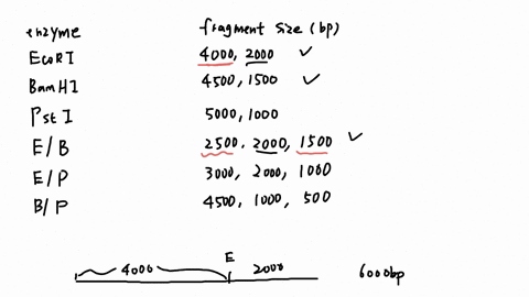 question-5-an-6000-bp-linear-dna-fragment-was-digested-with-ecori-bam-hi-and-pst-i-and-with-pairwise-combinations-of-these-enzymes-fragments-were-separated-by-electrophoresis-on-an-agarose-gel-and-vis