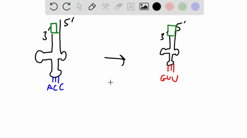 second-letter-uuu-phe-ucu-uau-htyr-ugu-uuc-ucc-uac_-ugc-jcys-8-ser-uua-leu-uca-uaa-stop-uga-stop-uug-ucg-uag-stop-ugg-trp-g-cuu-ccu-cau-his-cgu-cuc-ccc-pro-cac-cgc-cua-leu-cca-caa-cga-arg-8-90256