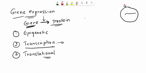 name-2-molecular-mechanisms-by-which-the-regulation-of-gene-expression-occurs-and-describe-how-each-mechanism-functions-in-your-answer-assume-that-the-dna-is-mutation-free-hints-there-are-ma-59313