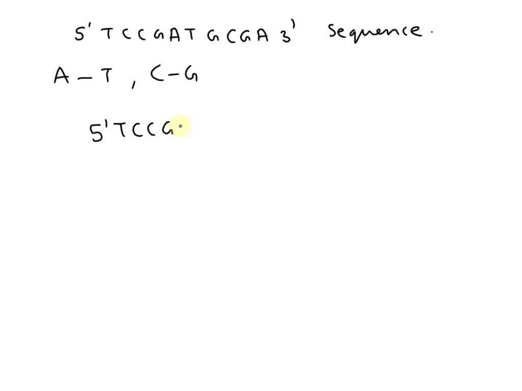 Solved One Strand Of A Double Stranded Dna Molecule Has The Sequence