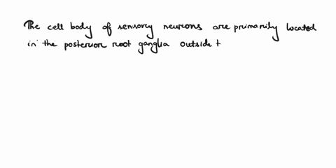 540o-1-the-cell-bodies-of-sensory-neurons-are-found-multiple-cholce-057744-hon-posterio-actc-ences-ganglla-anterior-horns-0l-gray-matrer-posterlo-homs-gray-maltor-in-the-whute-mattor-fnculi-93966