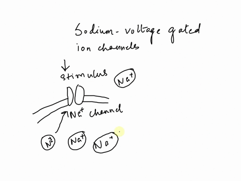 true-or-false-when-sodium-voltage-gated-ion-channels-open-up-in-response-to-a-stimulus-sodium-ions-rush-diffuse-out-of-the-cell-down-their-concentration-gradient-51247