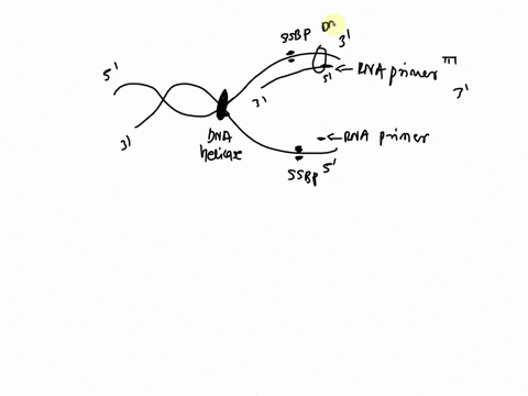 because-all-dna-polymerases-replication-synthesize-dna-accomplished-the-t0-3-directlon-with-the-use-0f-1o-tne-whether-the-mechanisms-parental-strands-are-antiparalle-following-mems-continuou-30963