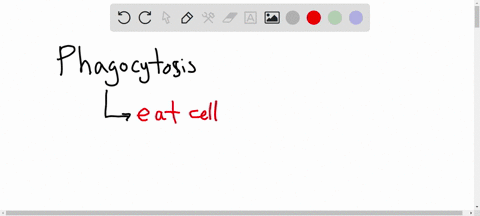 proteins-that-help-cells-perform-phagocytosis-a-immunoglobulins-b-cytokines-c-monokines-d-complement-proteins-select-the-best-answer-if-possible-please-explain-me-thanks-22976