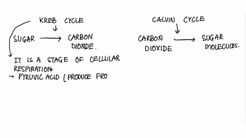 what-is-the-main-difference-between-the-calvin-cycle-and-the-krebs-cycle-the-krebs-cycle-requires-sunlight-whereas-the-calvin-cycle-only-uses-atp-the-krebs-cycle-involves-converting-sugar-mo-09165