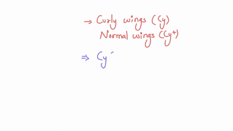 fruit-flies-with-one-allele-for-curly-wings-cy-andone-allele-for-normal-wings-cy-have-curly-wingswhen-two-curly-winged-flies-were-crossed-203curly-winged-and-98-normal-winged-flies-wereobtai-49948