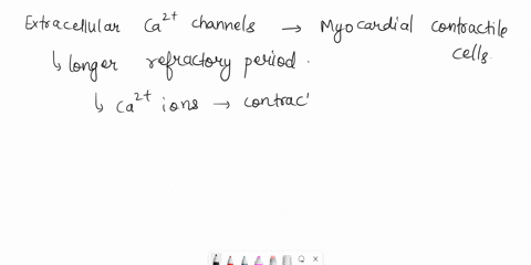 multiple-questions-1-if-you-blocked-extracellular-ca-channels-in-myocardial-contractile-cells-what-would-happen-to-refractory-period-it-would-be-shorter-it-would-remain-the-same-it-would-be-72734