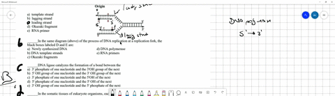 in-this-diagram-of-the-process-of-dna-replication-at-a-replication-fork-the-strand-labeled-b-is-the-origin-template-strand-lagging-strand-leading-strand-okazaki-fragment-rna-primer-hhet-sl-i-48533