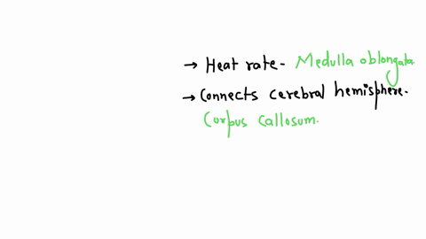 2-what-is-the-name-of-the-part-of-the-brain-associated-with-the-following-functions-a-regulates-heart-rate-b-connects-cerebral-hemispheres-c-muscular-coordination-d-controls-water-balance-e-controls-b