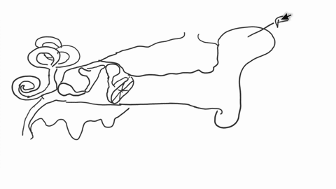 figure-81-using-figure-1-identif-the-following-1-the-auricle-pinna-is-indicated-by-thc-kttcr-2-the-nmpanic-mcmbrant-indicetcd-by-ictlcr-3-the-scmicircular-canals-arc-indicaled-by-icttcr-4-th-07615
