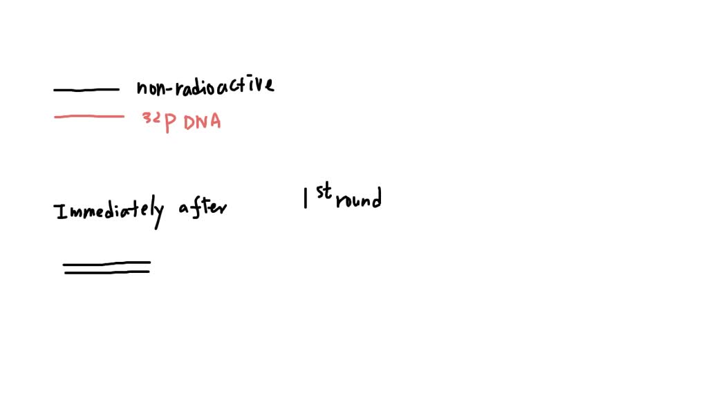 SOLVED Phosphorus is required to synthesize the deoxyribonucleoside