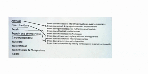 amylase-disaccharidase-breaks-down-nucleosides-into-nitrogenous-bases-sugars-phosphates-breaks-down-starch-glycogen-into-smaller-polysaccharides-pepsin-breaks-down-polypeptides-even-further-83606