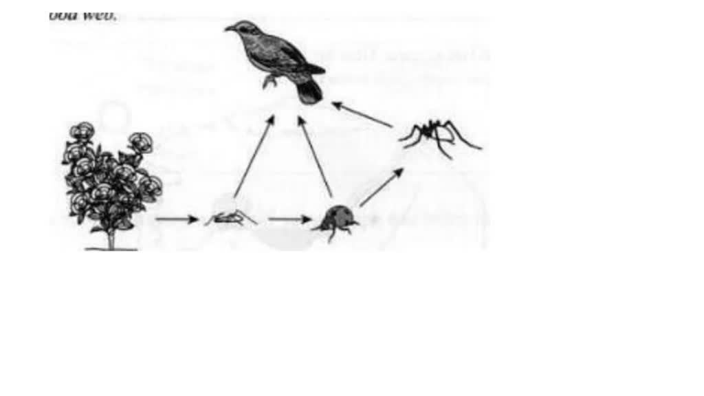 solved-explain-how-energy-is-transferred-in-a-food-web