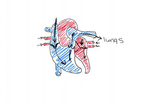 which-answer-correctly-lists-the-flow-of-blood-through-the-heart-starting-at-the-right-atrium-a-right-atrium-a-through-tricuspid-valve-a-right-ventricle-a-through-pulmonary-valve-a-pulmonary-trunk-a-p