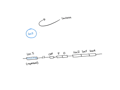good-day-can-anyone-help-me-with-this-problem-appreciate-your-help-thanks-in-advance-study-the-illustration-of-the-lac-operon-belownormallythe-genes-are-switched-off-when-lactose-is-not-pres-12429