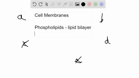 which-of-the-following-macromolecule-is-not-a-constituent-of-prokaryotic-and-eukaryotic-cell-membrane-select-one-a-proteins-b-carbohydrates-c-phospholipids-d-nucleic-acids-e-prokaryotes-and-71759