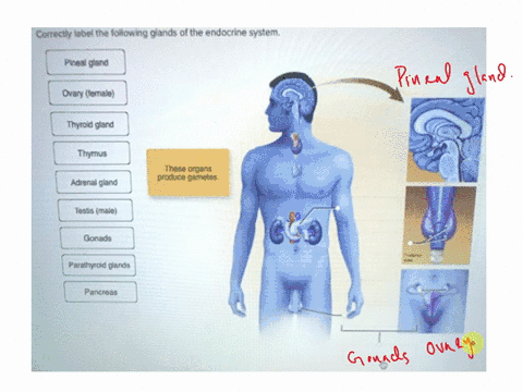 correctly-label-the-following-glands-of-the-endocrine-system-pineal-gland-ovary-female-thyroid-gland-thymus-these-organs-adrenal-gland-testis-male-gonads-parathyroid-glands-pancreas-prev-12o-23393