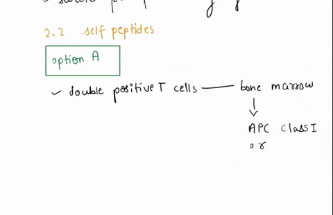 21-which-cell-type-can-directly-kill-tumor-cells-without-mhc-class-i-a-cytotoxic-t-cells-b-natural-killer-cells-c-t-helper-cells-d-dendritic-cells-e-b-cells-22-expression-of-self-peptides-th-92947