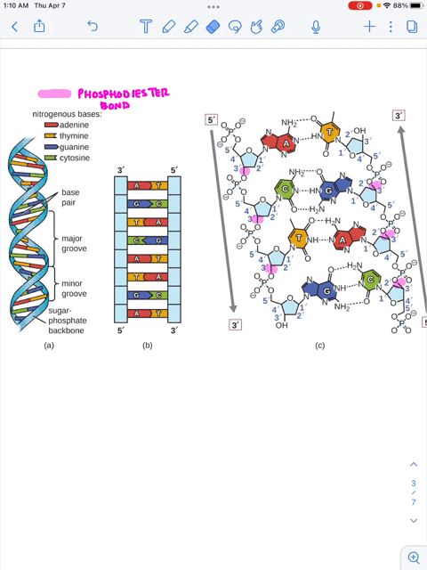 in-a-strand-of-dna-or-rna-what-bond-connects-the-phosphate-group-of-one-nucleotide-to-the-sugar-of-a-second-nucleotide-group-of-answer-choices-hydrogen-bond-phosphodiester-bond-ionic-bond-th-86686