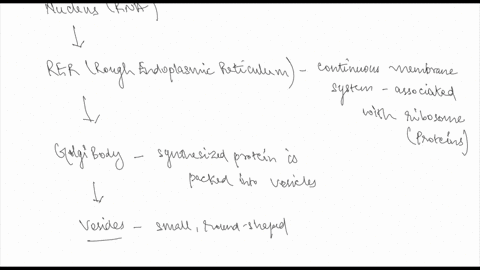 which-of-the-following-pathways-correctly-describes-protein-synthesis-and-transport-out-of-the-cell-er-to-golgi-to-vesicles-to-plasma-membrane-nucleus-to-golgi-to-er-to-mitochondria-mitochon-21737