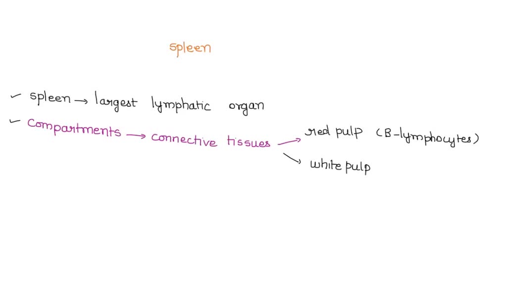 SOLVED: Which statement describes the spleen? Multiple Choice It ...