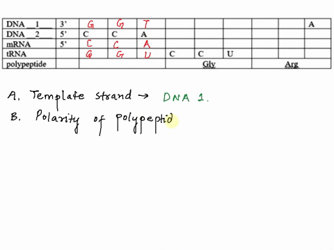 use-the-table-below-to-answer-the-questions-also-the-genetic-code-is-provided-to-assist-you-assume-that-this-table-is-read-from-leftto-right-dna-dna-mrna-trna-polypeptide-3-5-5-gly-arg-a-whi-96733