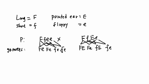 in-wolves-long-fur-is-dominant-to-short-fur-and-pointed-ears-are-dominant-to-floppy-ears_-a-wolf-with-floppy-ears-that-is-heterozygous-for-fur-length-mates-with-wolf-that-is-heterozygous-for-08524