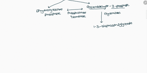 in-the-cori-cycle-when-glucose-is-degraded-by-glycolysis-to-lactate-in-muscle-the-lactate-is-excreted-into-the-blood-and-returns-to-the-liver-in-the-liver-lactate-is-converted-back-into-gluc-65227