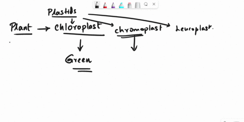 select-wrong-statement-from-the-following-a-chloroplasts-contain-green-coloured-pigments-b-chromoplasts-are-coloured-plastids-c-leucoplasts-help-in-photosynthesis-d-plastids-are-the-cell-org-30744