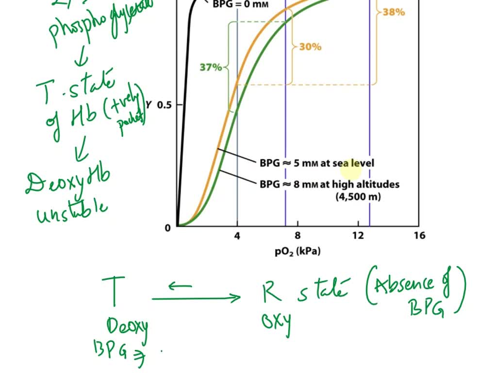 SOLVED: pO2 in pO2 in lung tissues (4,500 m) pO2 in lungs (sea level) 1 ...