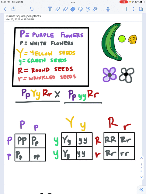 in-pea-plants-the-allele-for-purple-flowers-p-is-dominant-and-the-allele-for-white-flowers-p-is-recessive-the-allele-for-yellow-seeds-y-is-dominant-and-the-allele-for-green-seeds-y-is-recess-49278