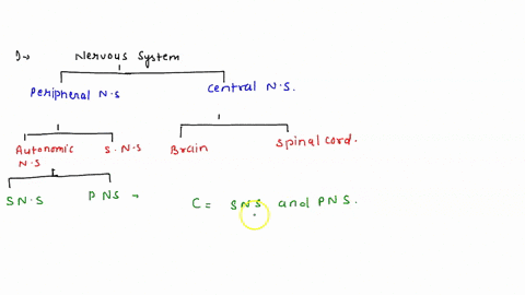 1-which-of-the-following-are-the-two-most-basic-divisions-of-the-peripheral-nervous-system-select-one-a-central-nervous-system-dendrites-b-brain-spinal-cord-c-sympathetic-nervous-system-para-04763