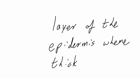 question-37-this-layer-of-the-epidermis-is-where-thick-skin-is-in-the-palms-of-the-hands-and-bottoms-of-the-feet-a-statum-lucidum-b-stratum-granulosum-c-stratum-comeum-d-reticular-layer