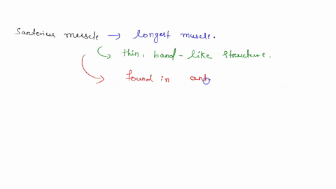which-muscle-produces-movement-that-allows-you-to-cross-your-legs-a-the-sartorius-b-othe-piriformis-c-the-gracilis-the-gluteus-maximus-bos-birak-72961