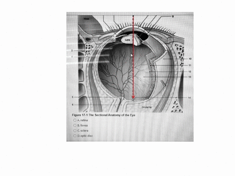 nose-lens-10-11-12-13-14-figure-17-1-the-sectional-anatomy-of-the-eye-aretina-o-bfovea-sclera-dopticdisc-16324