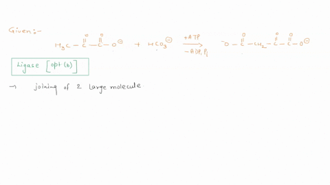 what-type-of-enzyme-catalyzes-the-following-reaction-atp-hco-h3c-adp-pi-0-chz-lyase-ligase-oxidoreductase-hydrolase-transferase-30249
