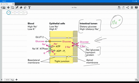 true-or-false-the-na-concentration-gradient-across-the-membrane-is-the-only-gradient-required-to-drive-uptake-of-glucose-from-the-intestine