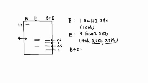 a-plasmid-was-digested-with-bamhi-or-ecori-restriction-endonucleases-individually-or-the-two-endonucleases-together-and-run-out-on-an-agarose-gel-running-to-either-whole-or-yz-numbers-shown-11557