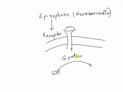 consider-this-pathway-epinephrine-rightarrow-g-protein-coupled-receptor-rightarrow-g-protein-rightar-18884