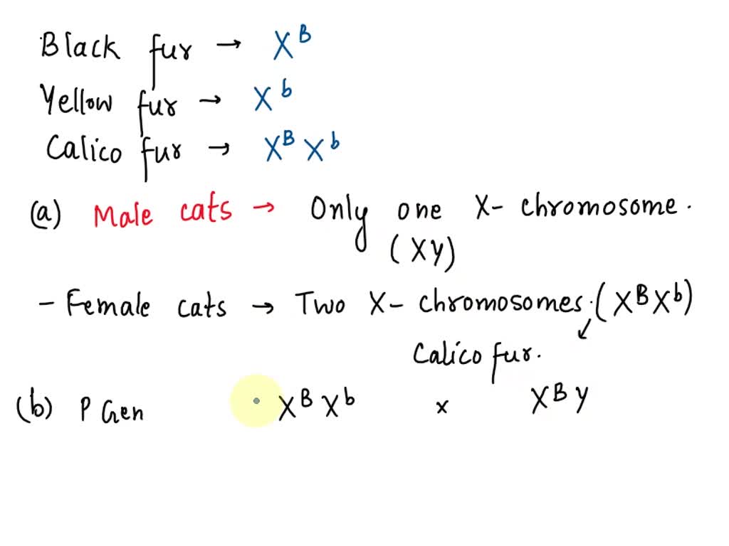 SOLVED: Cat fur color is a sex-linked character that is controlled by one  gene on the X chromosome that produces black fur (XB), yellow fur (Xb), or  calico fur (XBXb). a) Describe