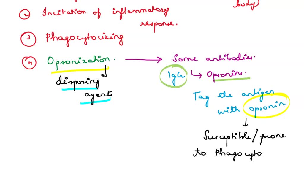 SOLVED One way in which complement activation destroys pathogens is by C3a binding to , which