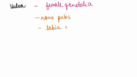 the-name-for-the-external-female-genitalia-is-the-select-one-iabia-minora-vagina-glans-clitoris-d-vulva-iabia-majora-71612