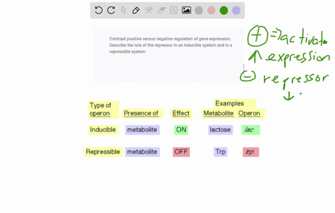 contrast-positive-versus-negative-regulation-of-gene-expression-describe-the-role-of-the-repressor-in-an-inducible-system-and-in-a-repressible-system-73277
