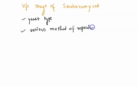what-is-the-correct-order-of-life-stages-in-the-life-cycle-of-saccharomyces-a-yeast-the-4-stages-follow-in-the-order-indicated-by-which-indicates-before-it-is-a-cycle-so-it-returns-to-the-fi-37693