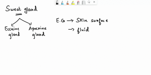 what-kind-of-sweat-glands-are-responsible-for-most-human-body-odor-57686