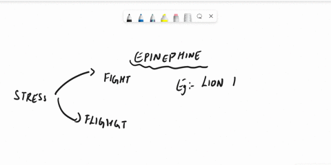 epinephine-is-released-in-response-to-stress-and-is-afight-or-flight-hormone-which-metabolic-pathways-doesepinephrine-stimulate-glycolysis-in-muscle-lipolysis-in-adipose-tissue-gluconeogenes-63966