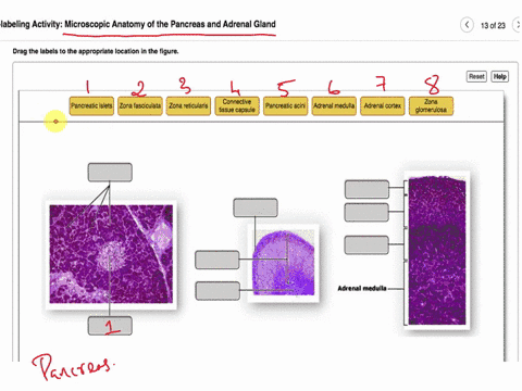 Drag the labels to the appropriate location in the figure. Serosa ...