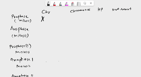 chromosomes-chromatids-homologous-pairs-dna-amount-prophase-mitosis-anaphase-mitosis-prophase-meiosis-anaphase-meiosis-anaphase-meiosis-19044